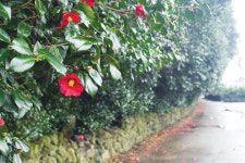 [여행] 겨울에 뜨거운 핫제주