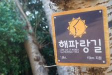 [여행] 꽃 피는 섬에서 봄 마중하다