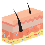 [건강] 탈모, 정말 치료할 수 있을까