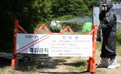 파주 양계농장 AI 발생… 전통시장서 650마리 팔려 비상
