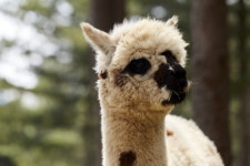 동물농장에 소개된 알파카월드… 알파카 세븐의 자신감 찾기