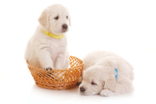 [동물과 더불어 사는 세상] 유기동물 보호소의 두 얼굴