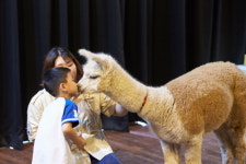 무더위는 가라… 9월 가볼만한 곳, 강원도 홍천 알파카월드 체험학습