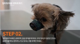 반려동물 산책시, 입마개(머즐) 중요해 … 어렸을때부터