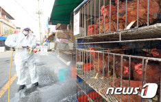 강릉 남대천서 AI 항원 검출, 고병원성 여부는?  