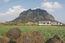 [떠나요 강심장] 걷는 족족 봄… 제주 걷기여행길