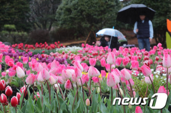 [내일날씨] 전국 봄비… 남해안·제주 '최대 150이상'