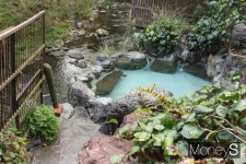 [박정웅의 여행톡] 검은 땅 가고시마, 삼나무에 내리는 봄