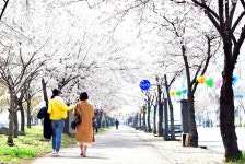 안산시 곳곳 벚꽃 ‘활짝’…이번 주말 절정