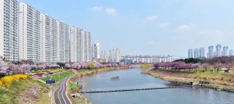 안산시 곳곳 벚꽃 ‘활짝’…이번 주말 절정