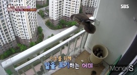 동물농장 아파트 20층 사는 천연기념물 원앙가족 조명… 튼튼한 둥지 필요해