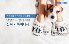 반려동물도 바캉스를… 펫캉스 호텔은 어디