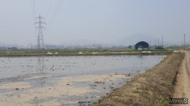 부천 대장지구 3기 신도시 올스톱?… 멸종위기종 맹꽁이 집단서식