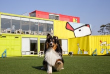 [정’s Pick] 반려동물과 함께하는 2019 추석, 이거 어때?