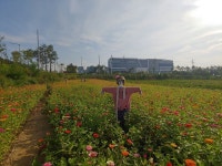 성남시 “직접 캔 고구마 먹으며 백일홍 꽃밭 길 걸어요”