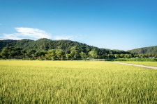 [여행] 황금들녘 걸으면 나는 그대로 가을이 된다