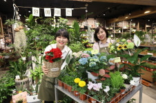 [머니S포토] 롯데마트 광주월드컵점 집안에서 꽃·식물 키워봐요