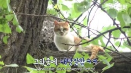 동물농장 백운사 고양이, 18m 나무 위에 올라간 사연은?