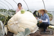 호박 하나에 380㎏, 의령 하늘농장 정성에 무한 성장