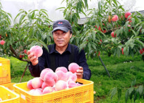 [머니S포토] 아삭한 여름 진객, 보성 차돌 복숭아 수확 한창
