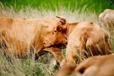 제5회 경기 웰빙한우 고급육평가대회 개최… 11월 10~12일까지