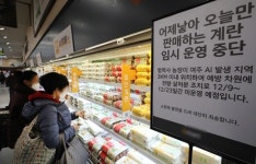 계란 한판 다시 1만원 되나?… AI 확산에 가격 인상 우려