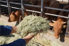 항생제·호르몬 없는 신아목장 한우선물세트 사전예약 시 할인서비스