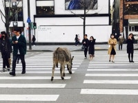 서울 신사역 사거리에 당나귀 3마리가 왜?