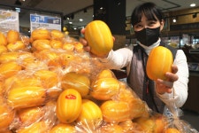 [머니S포토]롯데마트 광주월드컵점 올해 첫수확 성주참외 인기