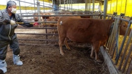 경기도, 구제역 철통방어 나서…4월 한 달 간 소·염소 일제 예방접종 추진