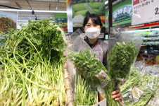 [머니S포토]롯데마트 광주수완점 제철맞은 봄미나리 드세요