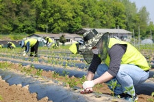 농가의 고충 나눠요… NH투자증권, 당동2리서 6년째 일손돕기