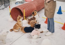 아름다운 이별 돕는다… 좋은나라 펫피스, 반려동물 장례 서비스 선봬