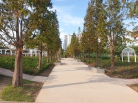 오산 고인돌공원 장미뜨레, 명품 가로수길로 재단장