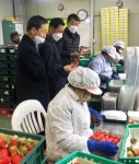 귀하신 몸 된 전남 담양 딸기…농가소득 효자노릇 톡톡