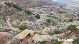 시청자가 꼽은  4월 봄꽃 산행지... 광양 매화마을, 덕룡산 등