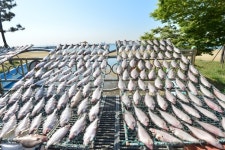 [특징주] 수급 차질·가격 급등 우려에… 사조대림 등 수산주 강세