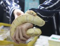 2m 비단뱀이 아이 손을 콱…비명소리 난 동물원