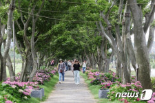 신안 섬수국축제에 3만여 관광객 북적