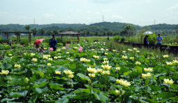 시흥 연성 관곡지 연꽃축제 23일 개최