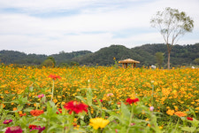 [머니S포토] 가을꽃 향연...함안 악양둑방으로 가을꽃 보러 오세요