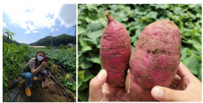 메디머스, 강원도 횡성군 사포닌 프리미엄 꿀고구마 선보여