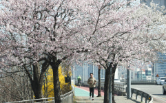 여의서로 벚꽃길 4월1일부터 교통통제… 이른 개화로 앞당겨져