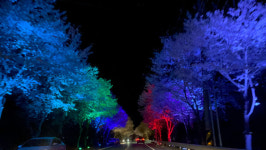 벚꽃 터널서 진달래 꽃길로… 벚꽃놀이 추천 명소