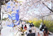 [머니S포토] 4년만에 돌아온 벚꽃축제