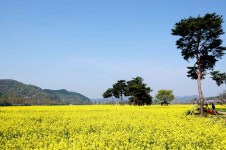 창녕 남지낙동강변 유채꽃 보러오세요