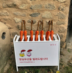 영주시, 양심우산 대여소 운영…관광객에 편의 제공