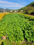 전남, 가격하락에 가을배추·무 재배면적 감소