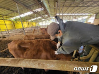 전남도내 사육소 럼피스킨병 백신접종 완료