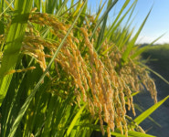 전남 대표쌀 새청무 전국 CU편의점서 맛본다